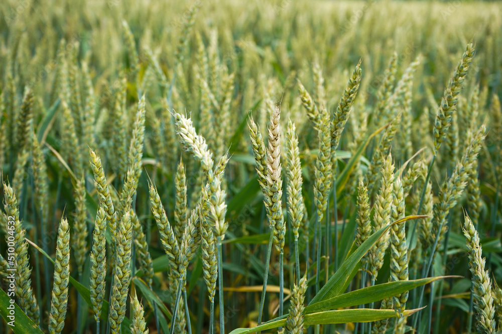 The unripe green wheat field , focus on the foreground. The unripe green wheat field , focus on the foreground.