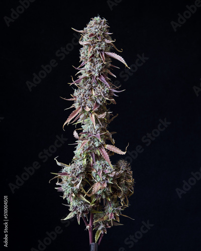 Fresh cannabis flowers and buds. Marijuana flowers against a black background.