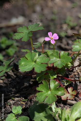 Closeup of small pink flower shining cranesbill - Geranium lucidum, in garden, Lithuania