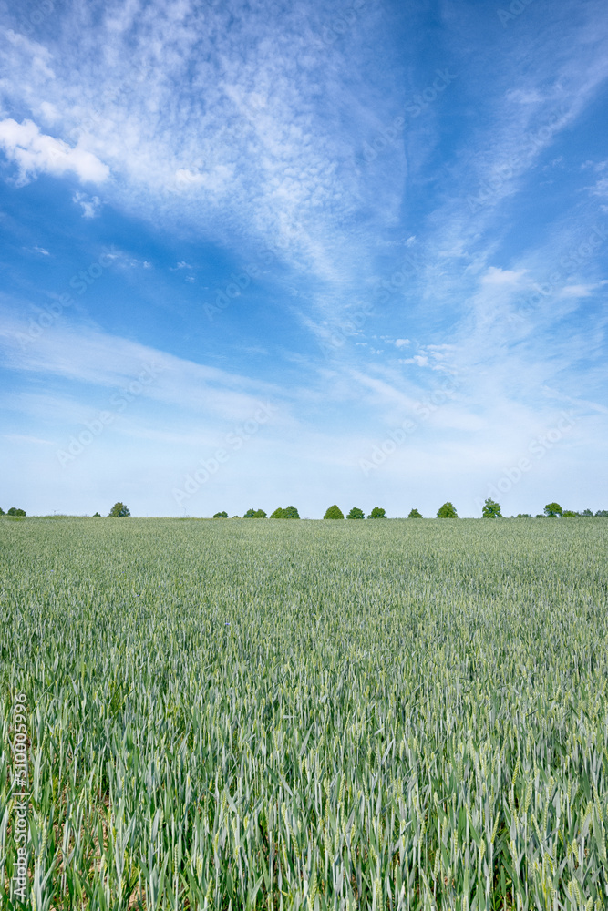 Perfect landscape of fields in the sunny day with perfect clouds on the sky Perfect landscape of fields in the sunny day with perfect clouds on the sky