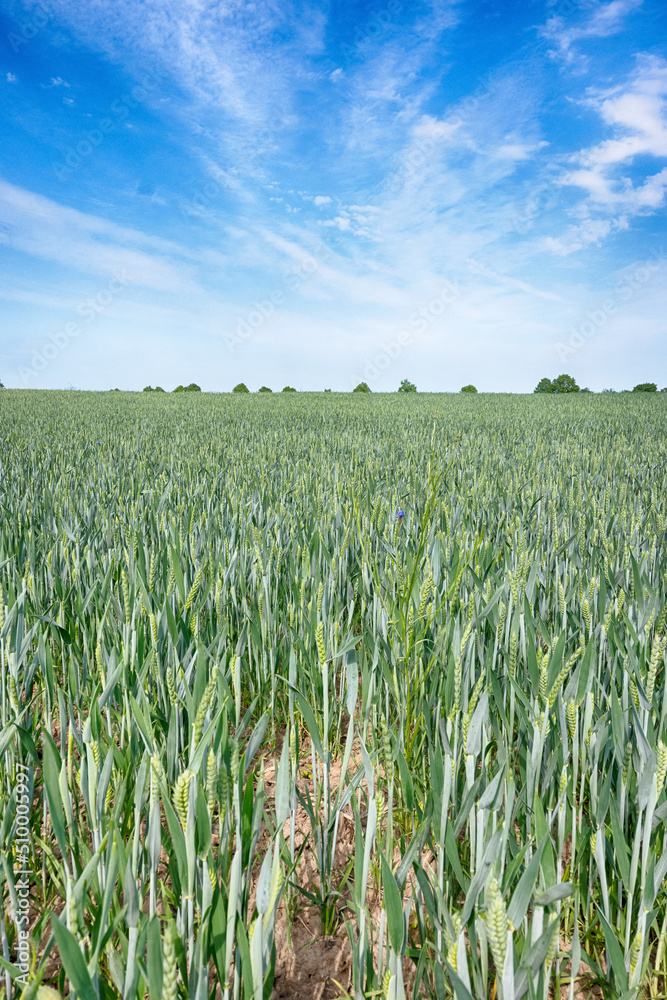 Perfect landscape of fields in the sunny day with perfect clouds on the sky Perfect landscape of fields in the sunny day with perfect clouds on the sky