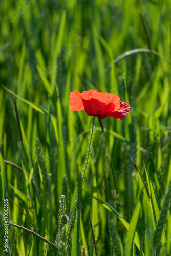 Lonely poppy in a field of green wheat