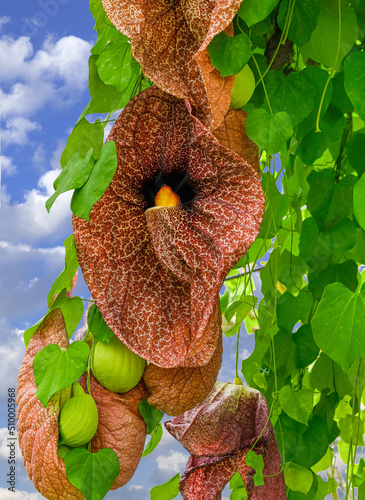 Giant Pelican Flower or Brazilian Dutchman‘s Pipe (Aristolochia gigantea), flowers, native to Brazil photo