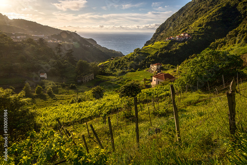 Madeira: terraces near boaventura on the north coast photo