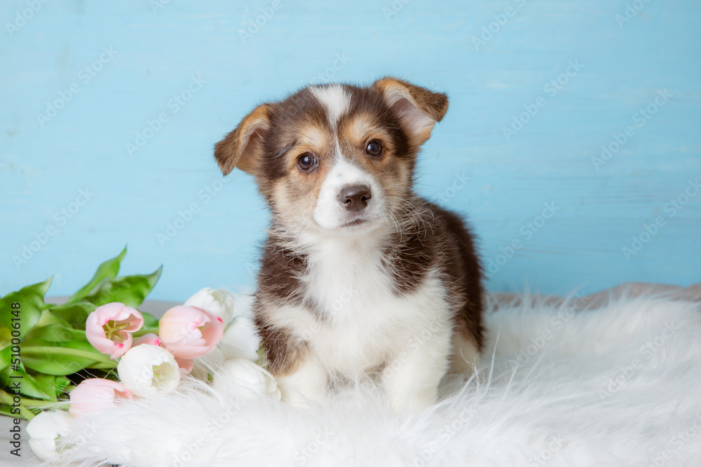 cute Pembroke Welsh corgi puppy with spring flowers on a blue background