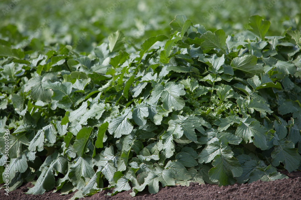 Close up of healthy green daikon radish leaves in a field Close up of healthy green daikon radish leaves in a field