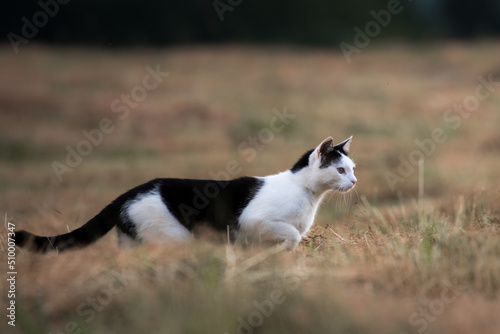 Domestic cat in the meadow hunts small rodents, cat in the meadow in search of food, rural landscape, natural meadow, domestic animal hunts © PeterG