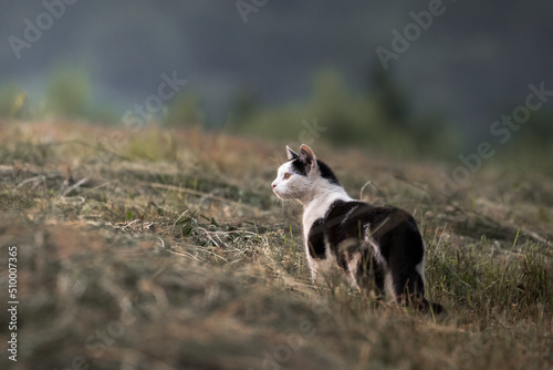 Domestic cat in the meadow hunts small rodents, cat in the meadow in search of food, rural landscape, natural meadow, domestic animal hunts