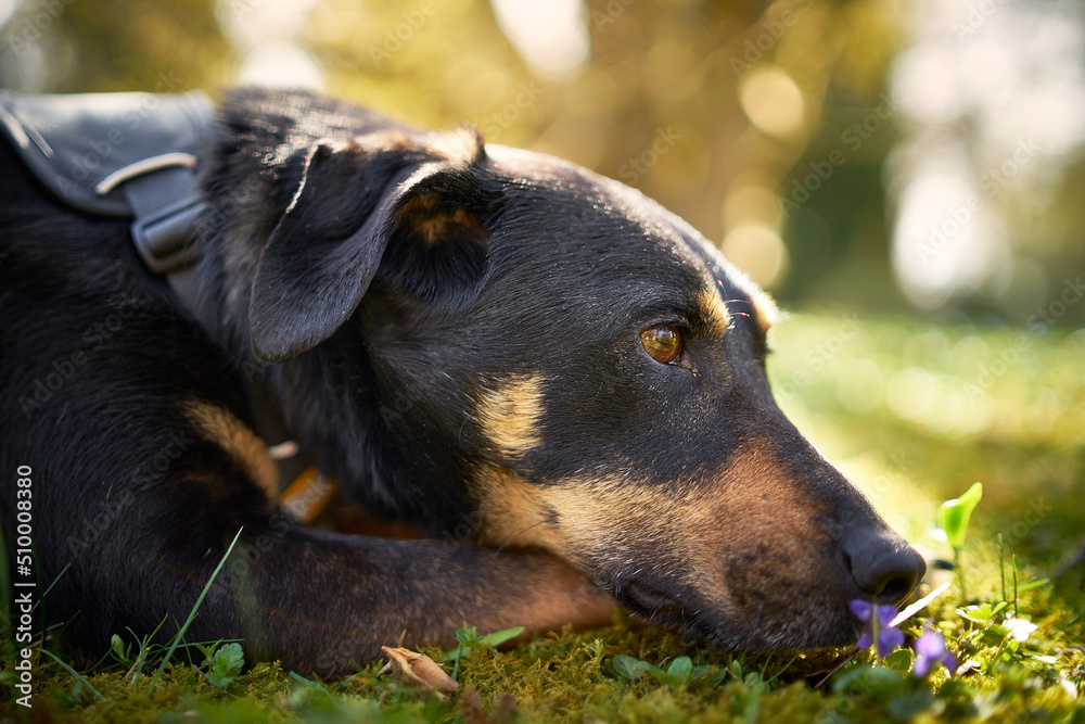portrait of a dog in the sunshine on a meadow with flowers portrait of a dog in the sunshine on a meadow with flowers