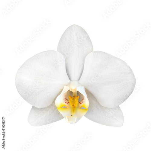 The white flower of the phalaenopsis orchid, isolated on a white background. Close-up. Top view.