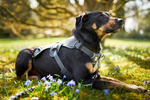 portrait of a dog in the sunshine on a meadow with flowers photo