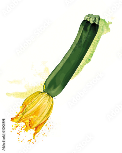 Zucchini courgette illustration with flower on white background