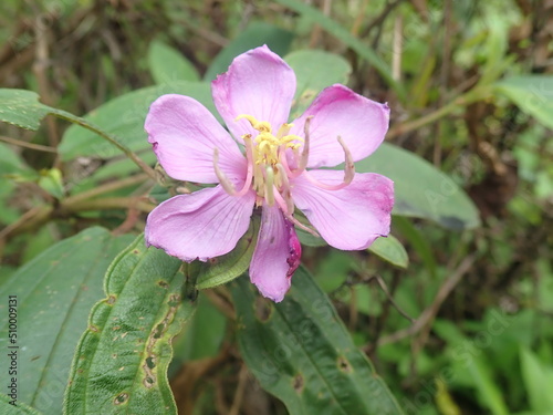 Melastoma affine, also known by the common names blue tongue or native lassiandra, is a shrub of the family Melastomataceae. It is a plant of rainforest margins.  photo