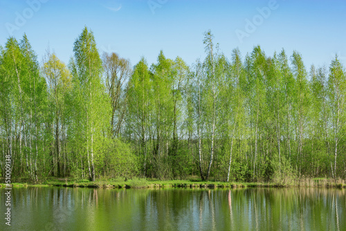 Birch trees by the lake at spring time.