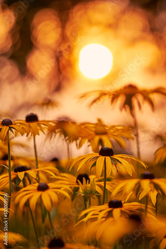 Flowers in the sunset