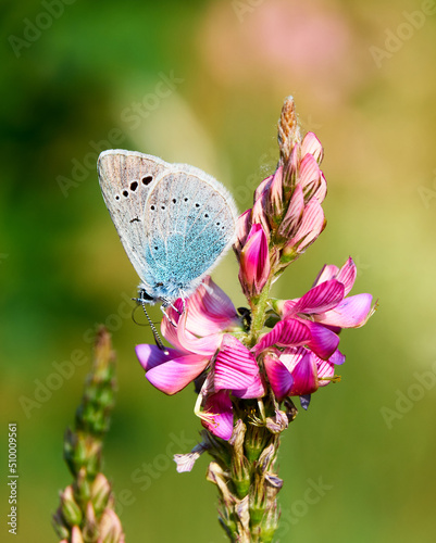 Photography A closeup of a butterfly on a flower