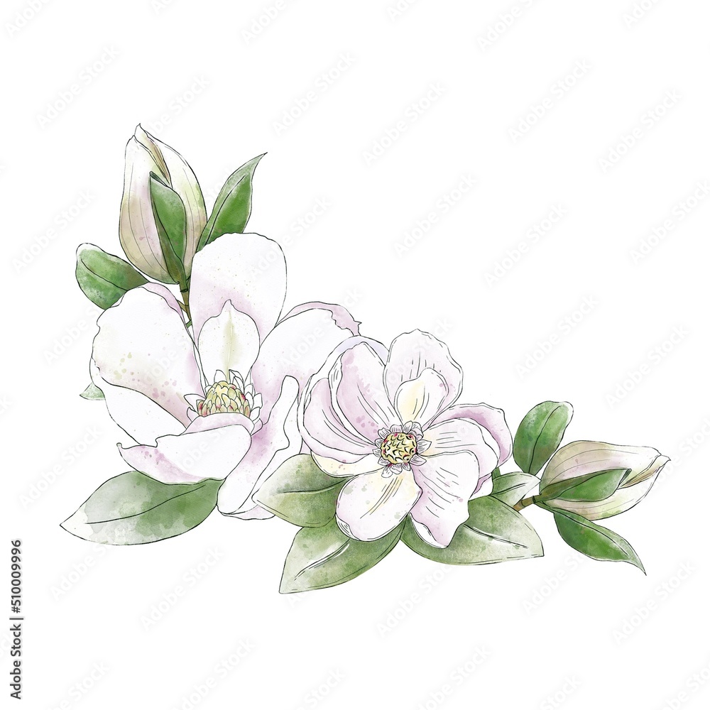 Fototapeta premium Bouquet of magnolia flowers. Watercolor Hand draw illustration, isolated