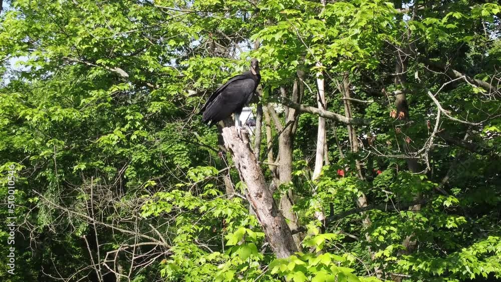 Predator Bird Hawk Falcon perched out in the wild Predator Bird Hawk Falcon perched out in the wild