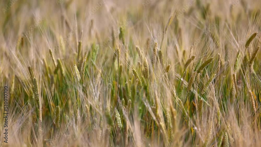 slow-motion video of blowing barley on the field which is full of them. slow-motion video of blowing barley on the field which is full of them.
