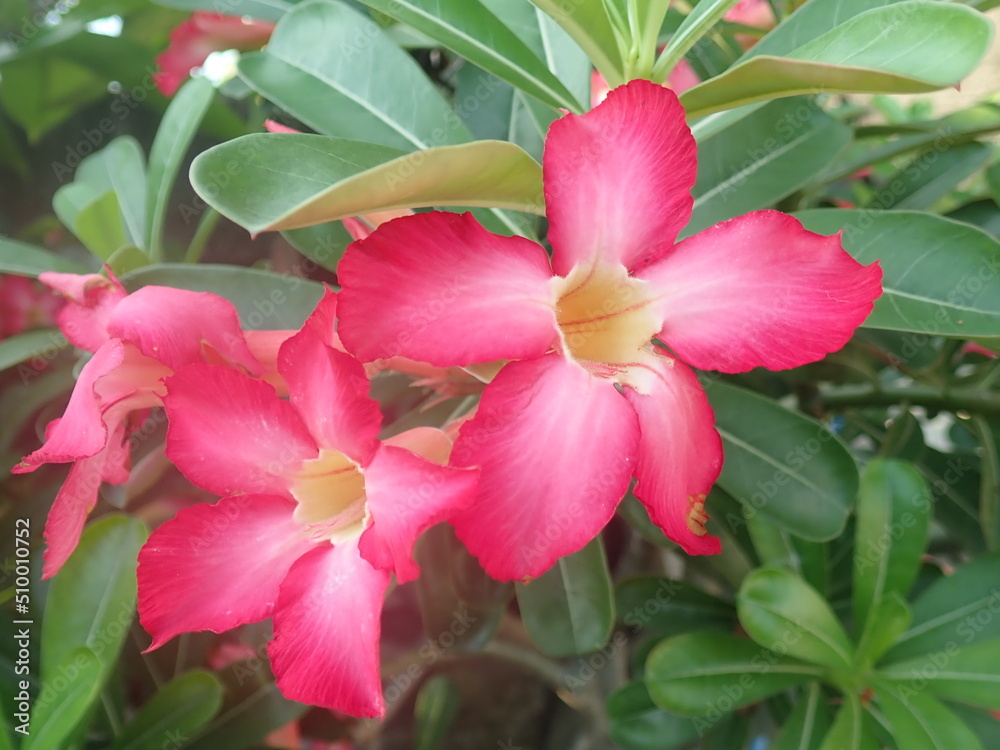Adenium obesum is a poisonous species of flowering plant belonging to