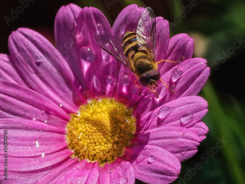 Hoverfly on flower
