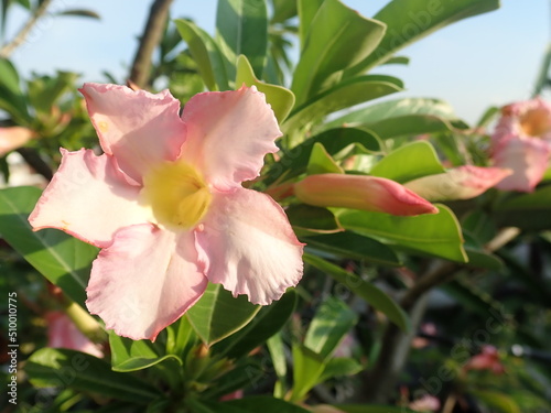 Adenium obesum is a poisonous species of flowering plant belonging to the tribe Nerieae of the subfamily Apocynoideae of the dogbane family, Apocynaceae. Common names include Sabi star, kudu, etc. photo
