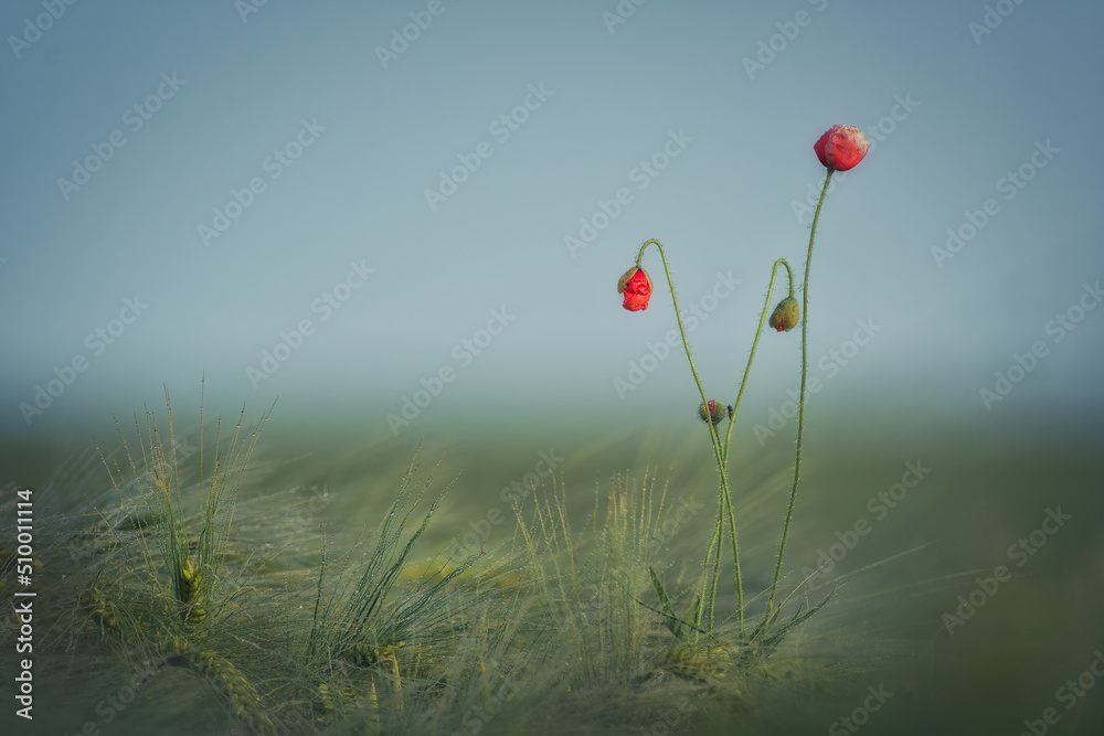 Naklejka premium Poppy