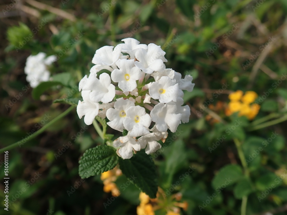 Lantana camara (common lantana) is a species of flowering plant within the verbena family (Verbenaceae). Lantana camara (common lantana) is a species of flowering plant within the verbena family (Verbenaceae).