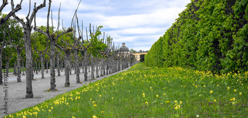 alley with leafless trees and yellow flourishing cowslip at the palace park of Drottningholm near Stockholm in spring, Sweden photo