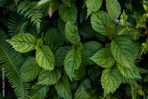 Nettle and other small plants growing in the shade, top view