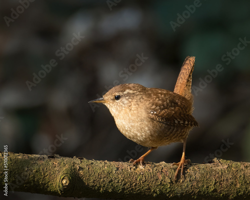 Wren