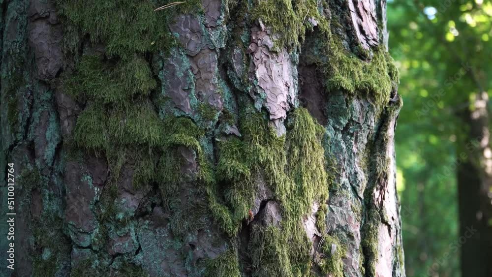 Moss on a bark of the pine tree. Mossy old pine trunk bark texture in a close-up scene in a summer forest. Beautiful sample of the nature elements design. 