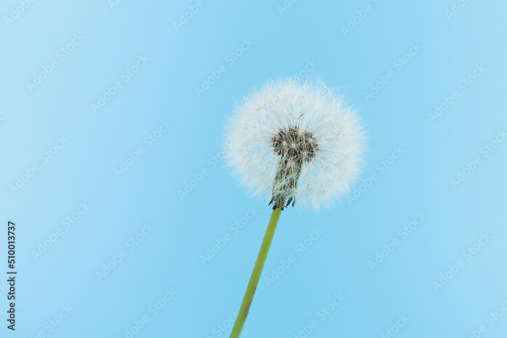 Macro dandelion blowing away, blue sky background. Freedom to Wish. Seed macro closeup. Goodbye Summer. Hope and dreaming concept. Fragility. Springtime. soft focus. Macro nature. abstract background Macro dandelion blowing away, blue sky background. Freedom to Wish. Seed macro closeup. Goodbye Summer. Hope and dreaming concept. Fragility. Springtime. soft focus. Macro nature. abstract background