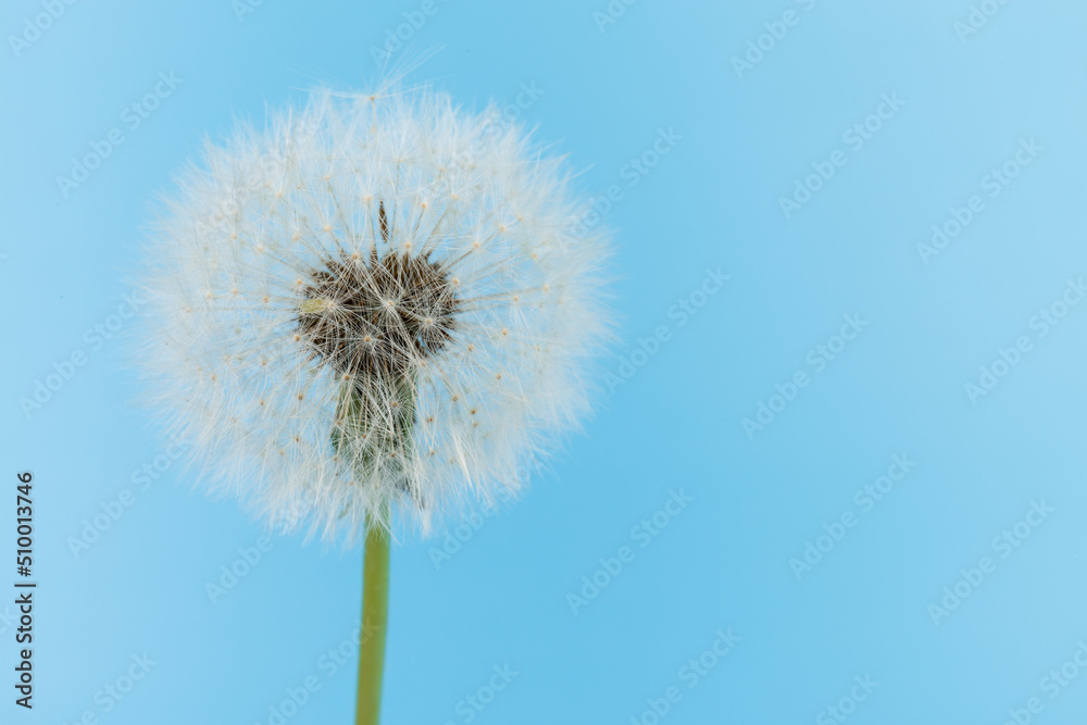 Macro dandelion blowing away, blue sky background. Freedom to Wish. Seed macro closeup. Goodbye Summer. Hope and dreaming concept. Fragility. Springtime. soft focus. Macro nature. abstract background