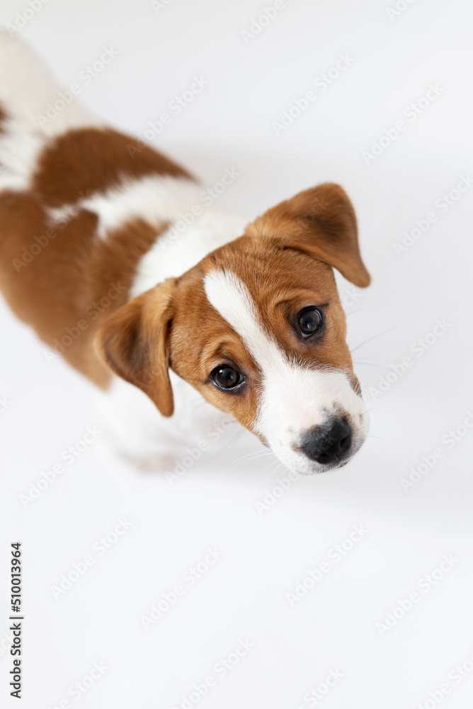 Beautiful Jack Russell Terrier puppy isolated on white background