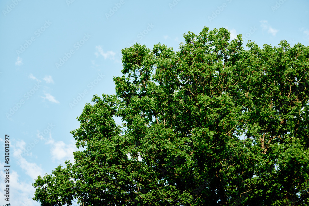 Spring green leaves on a tree against a blue sky, Spring green leaves on a tree against a blue sky,