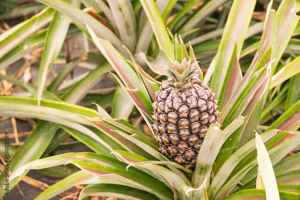 One big ripening pineapple of purple shade color among green leaves One big ripening pineapple of purple shade color among green leaves