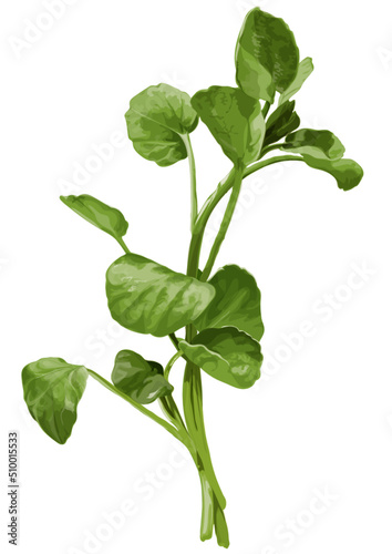 Watercress vector illustration isolated on white background