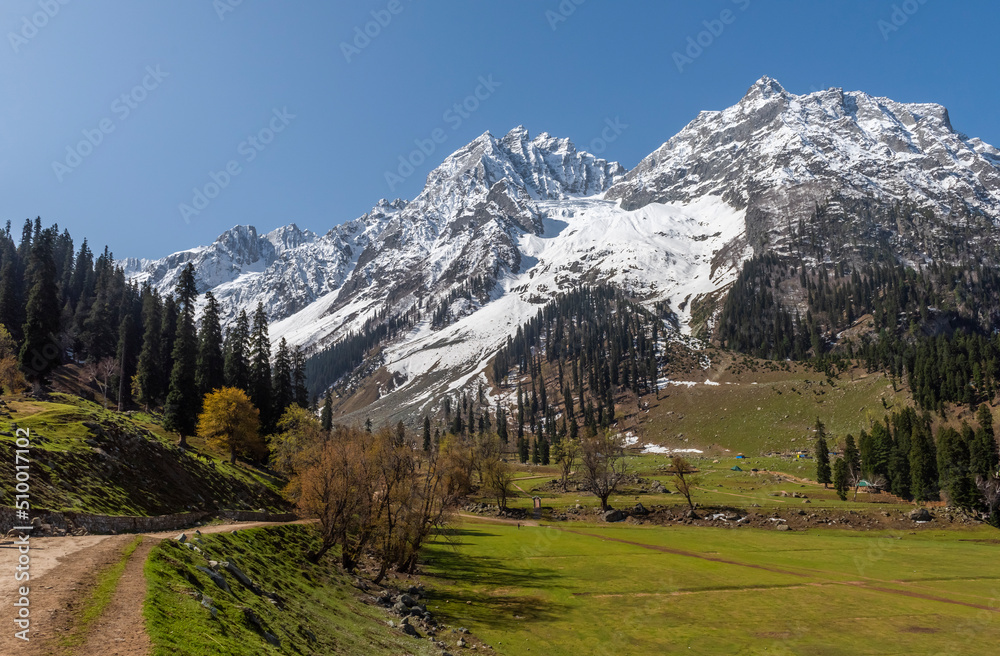  alpine meadow with backdrop of snow clad mountain peak in Sonmarg, Kashmir, India