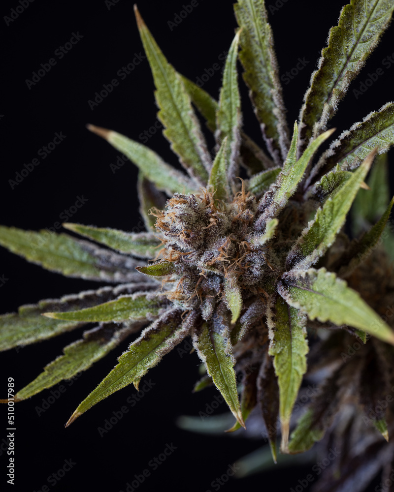 Fresh harvested cannabis buds and flowers. MArijuana plant with neutral light background Fresh harvested cannabis buds and flowers. MArijuana plant with neutral light background