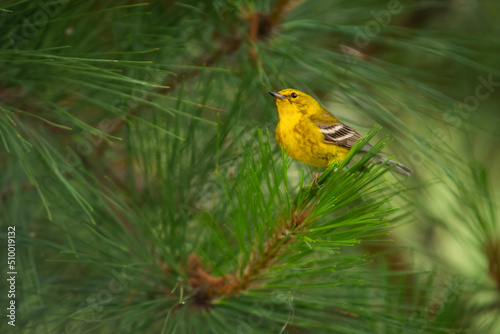 Yellow Bird Singing in a Pine Tree (Pine Warbler) (Setophaga pinus) © Kevin E Beasley