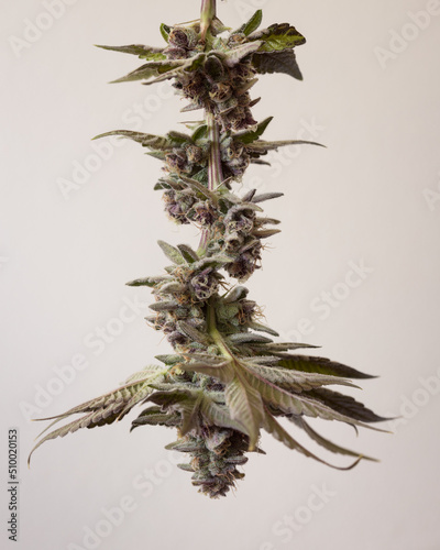 Fresh harvested cannabis buds and flowers. MArijuana plant with neutral light background photo