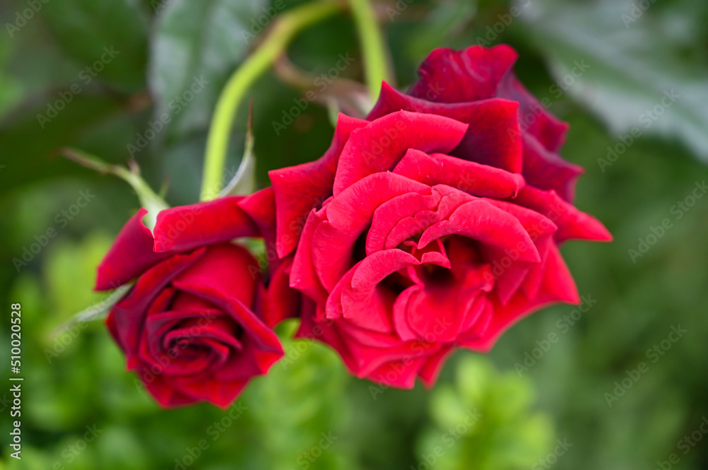 Beautiful Red Rose Flowers blooming in Garden Beautiful Red Rose Flowers blooming in Garden