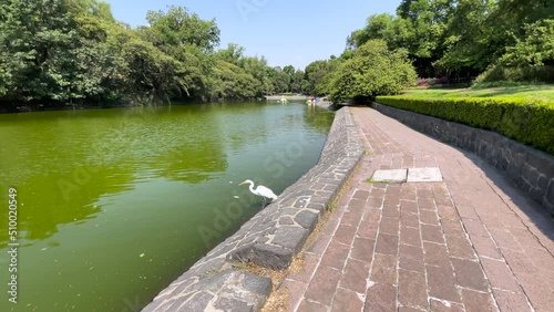 heron searching for food in the polluted chapultepec lake of mexico city photo