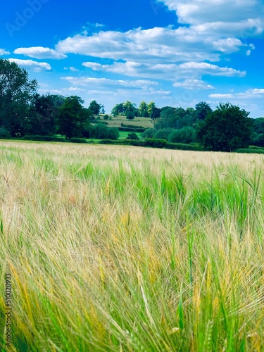 long grass in the english countryside