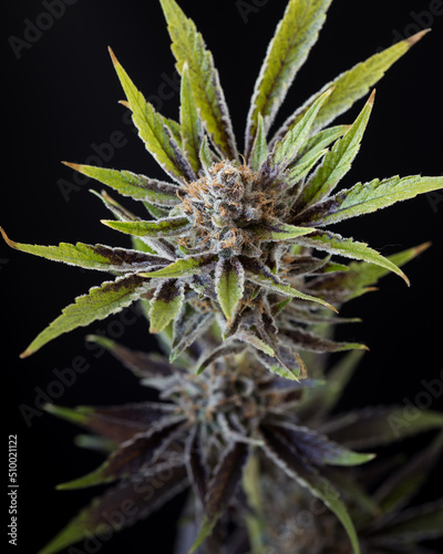 Fresh harvested cannabis plants, bugs, flowers, leaves. Photographed in studio with a black background.