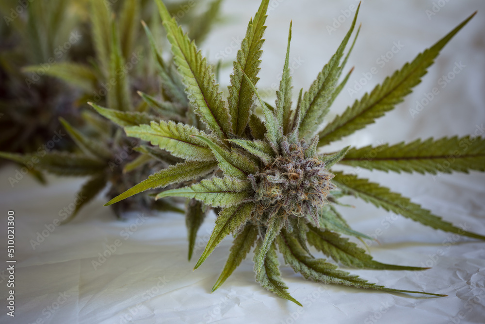 Fresh harvested cannabis buds and flowers. MArijuana plant with neutral light background Fresh harvested cannabis buds and flowers. MArijuana plant with neutral light background
