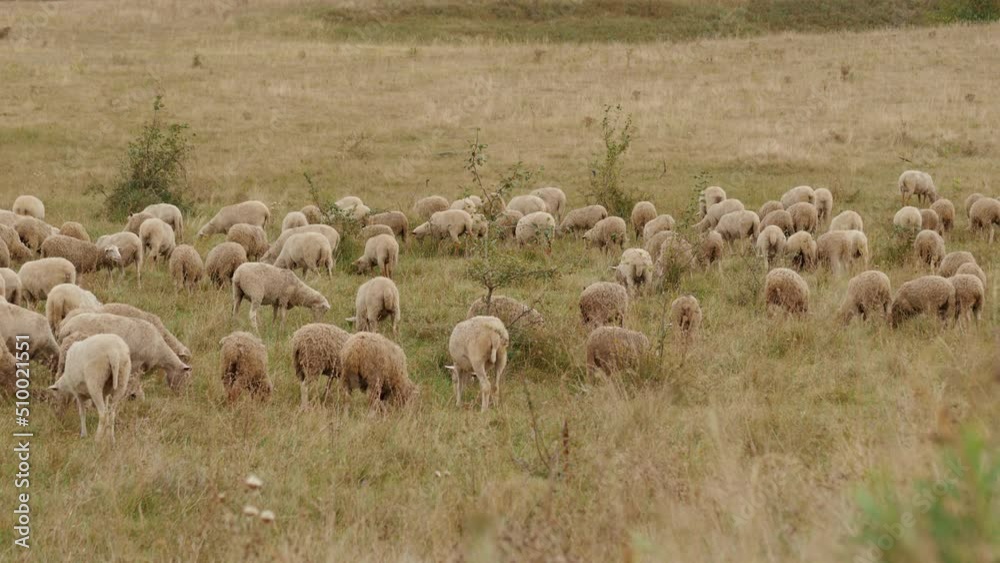 Herd of sheep grazing in the meadow, farming and raising livestock Herd of sheep grazing in the meadow, farming and raising livestock