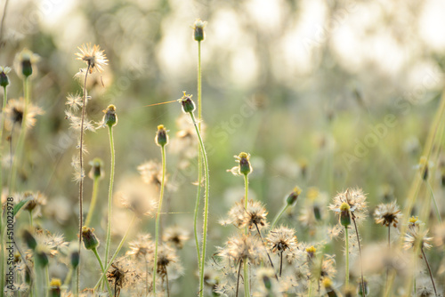 field of wheat © Siri.P