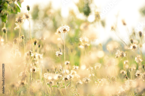 field of daisies